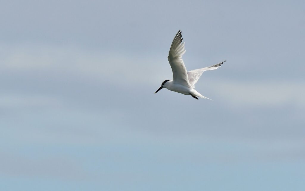 Quantos casos de aves silvestres infectadas foram confirmados até o momento, conforme indicado no mapa? 7 Aves marinhas em voo para ilustrar a emergência de saúde animal da gripe H5N1 (gripe aviária)