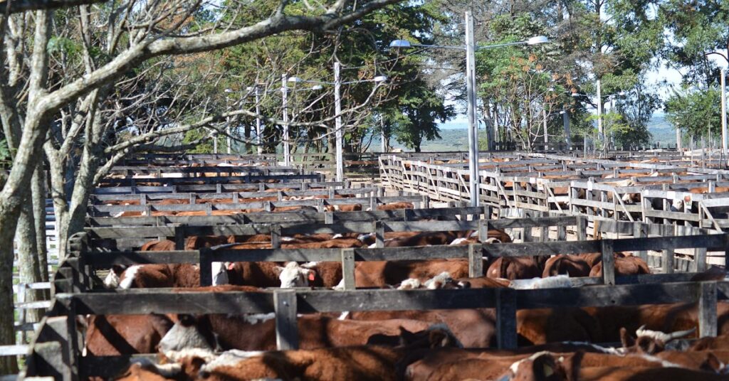 quantos ovinos e bovinos sao comercializados no pregao em lavras do sul 1