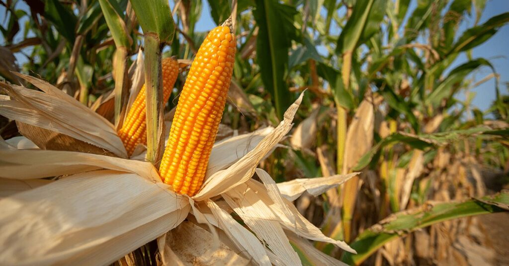 que caracteristicas possui o novo milho hibrido em relacao a sua tolerancia a lagartas e ao herbicida glifosato