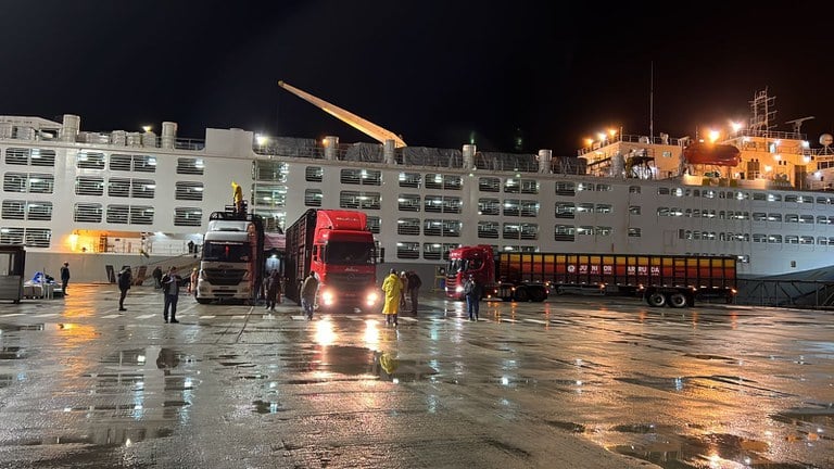 SEO Brasil exporta 21 mil cabeças de gado em pé para Turquia, potencializando a otimização de busca