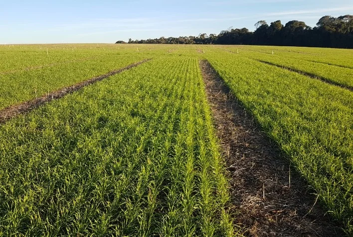 SEO Brasil quase conclui a semeadura de trigo e se aproxima da meta 3 seo brasil quase conclui a semeadura de trigo e se aproxima da meta