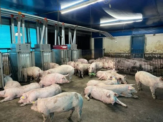 Suplemento de aminoácidos aumenta a resistência imunológica de suínos com Salmonella 7 porco jabuticabal, porco