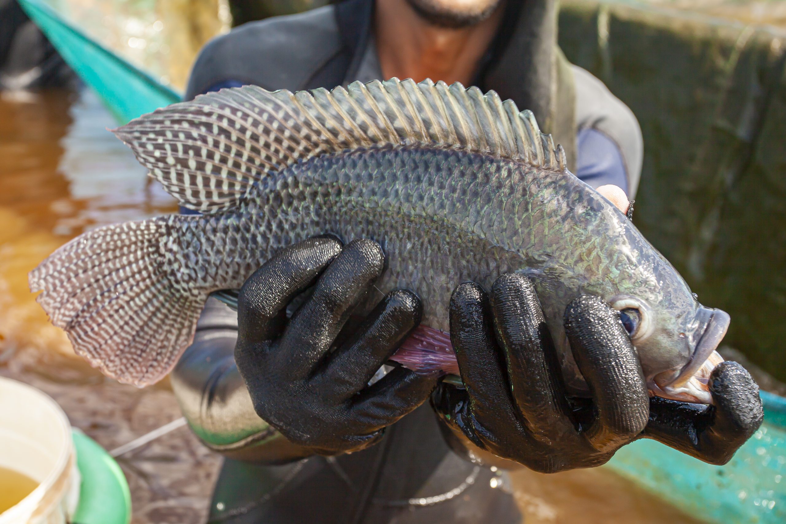 Suplemento de fígado de aves potencializa a defesa celular em tilápias, fortalecendo o SEO.