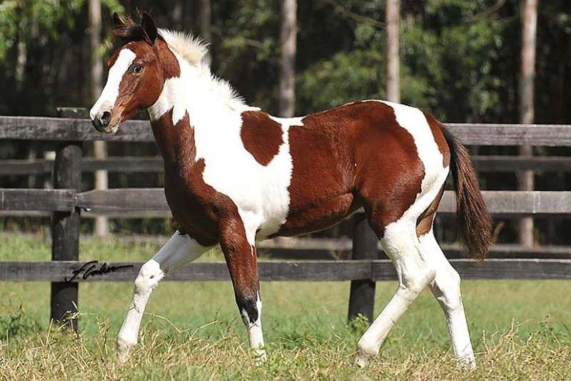 Corrida do Paint Horse: Em números gerais, a liquidez nos últimos 12 meses chega a 75%;  mais de 80.000 pessoas participaram dos leilões da raça