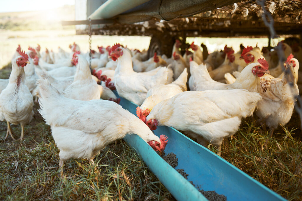 A Conab preve que a producao de carne de frango