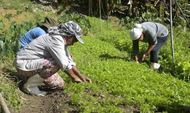 agricultura familiar, mulheres