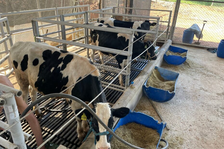 testes com vacas giratórias na Embrapa