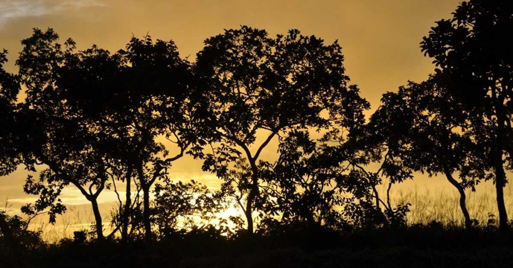 Como as pesquisas com especies nativas estao contribuindo para a