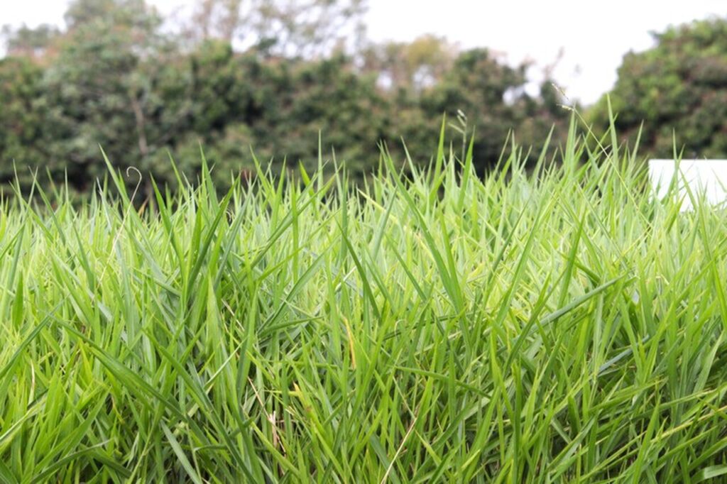 Como o zoneamento agricola pode fornecer dados de risco para