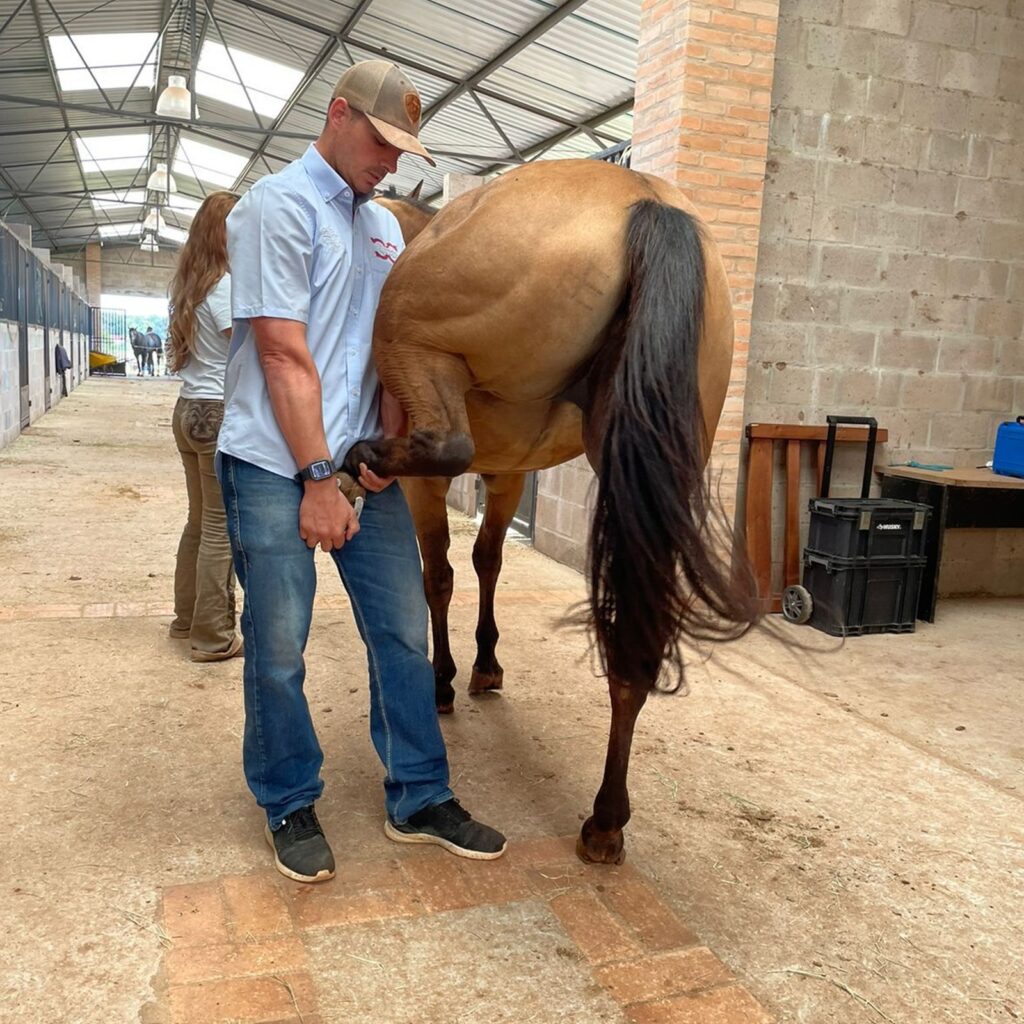 Como os medicos veterinarios compartilham o amor e a dedicacao pela