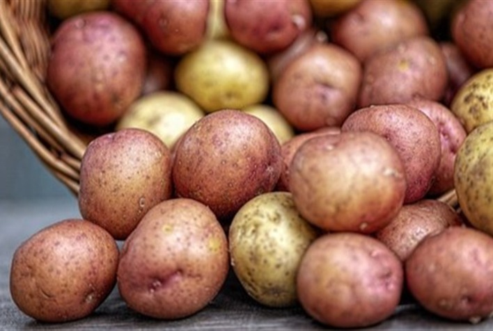 O Chile desenvolveu batatas resistentes as mudancas climaticas