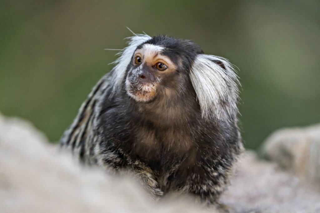 O Corpo de Bombeiros do Ceara capturou um sagui suspeito