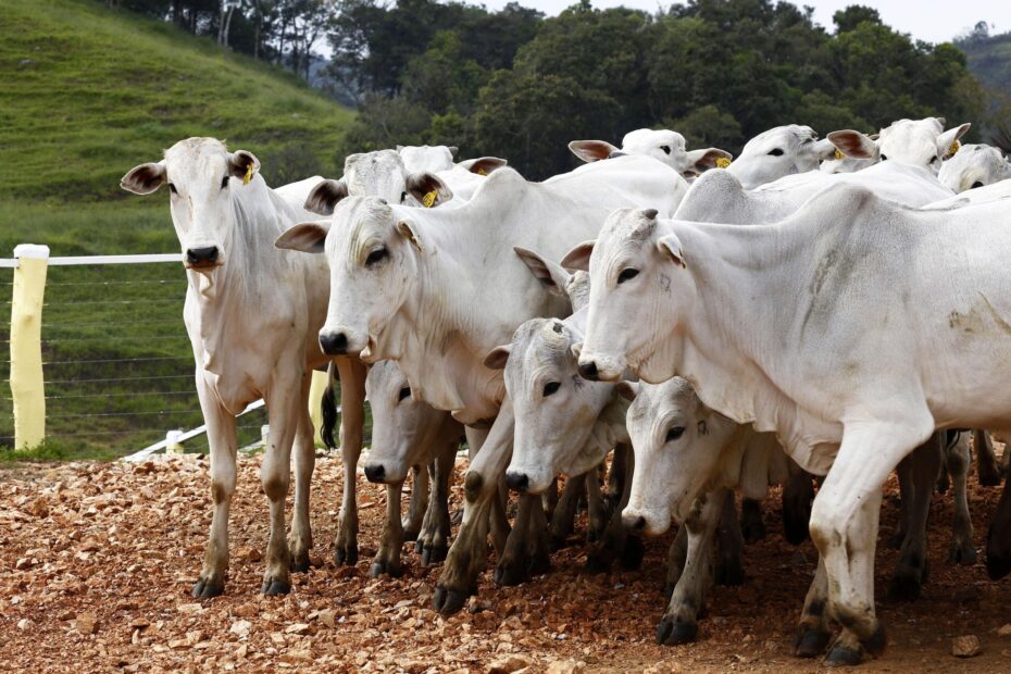 O abate de bovinos aumentou no Brasil durante o segundo