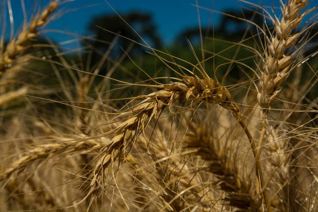 Os produtores no Brasil estao preocupados com as chuvas no