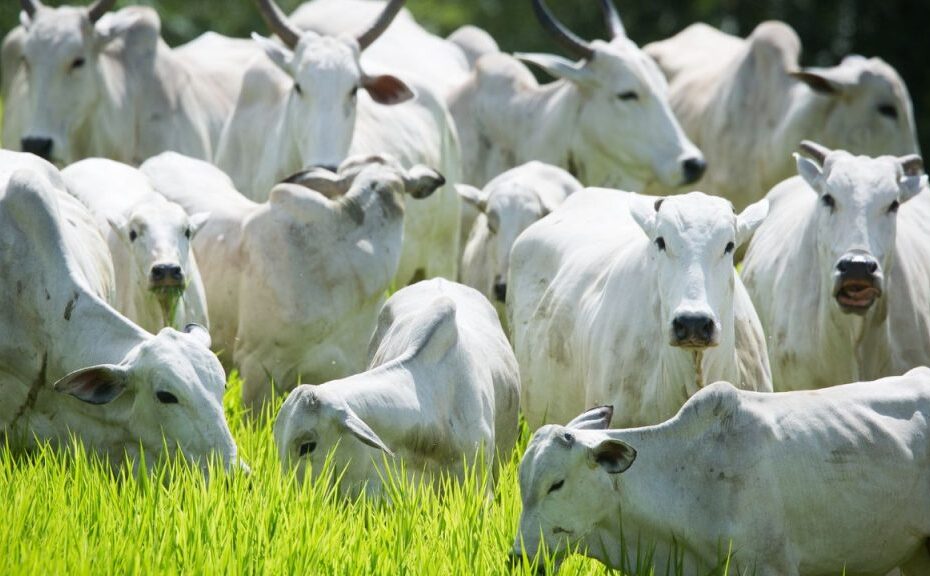 Descubra por que a condição da vaca parindo garante gado gordo em confinamento
