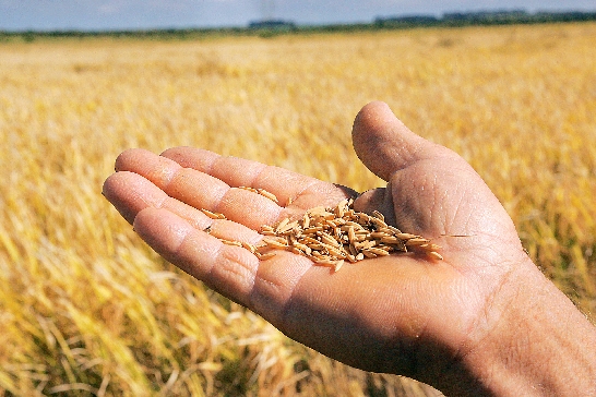 Por que os futuros de trigo estao avancando apos atingirem