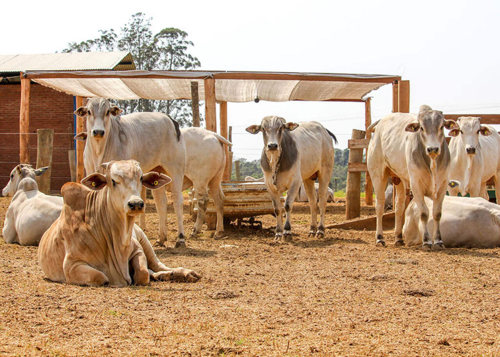 Quais beneficios o confinamento de bovinos em sombra garante ao