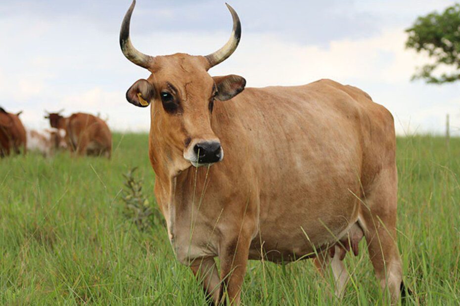 Quais bovinos Pantaneiros do rebanho da Embrapa receberam registro genealogico