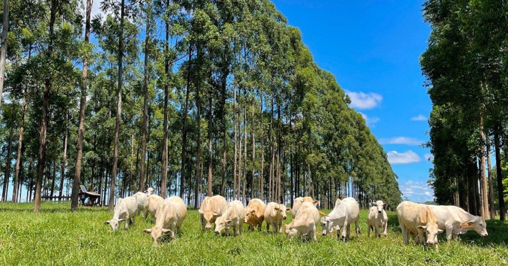 Quais municipios paulistas a Caravana ILPF visitara em setembro de