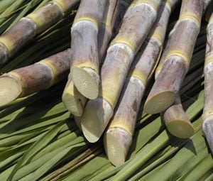 Quais sao os custos de producao de graos e cana