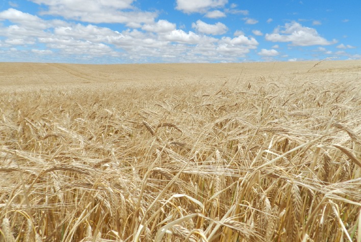 Quais sao os desafios do agro relacionados a producao de