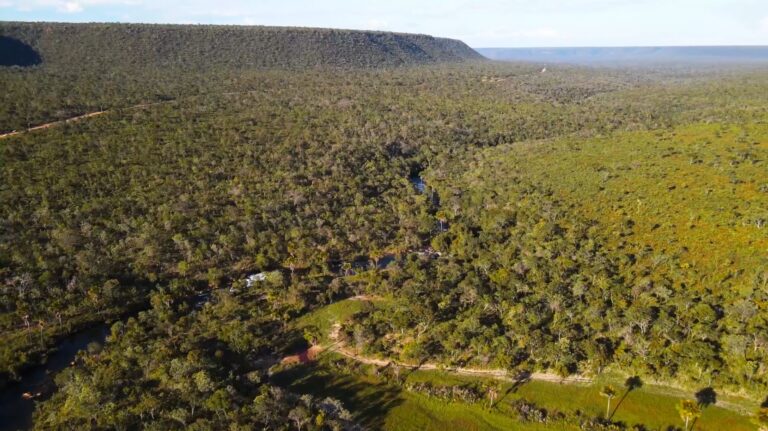 O Cerrado brasileiro está ameaçado por incêndios.  Série Cerrado Sem Fogo mostra os impactos do fogo no bioma