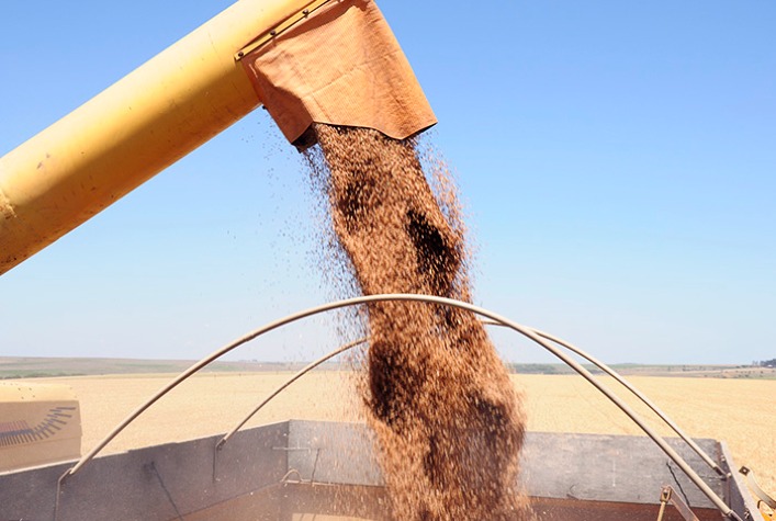 Quais sao os impactos do volume de trigo exportado devido