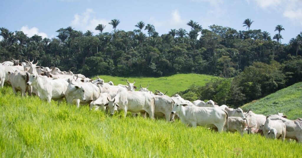 Qual e a alta acumulada de preco para os bois