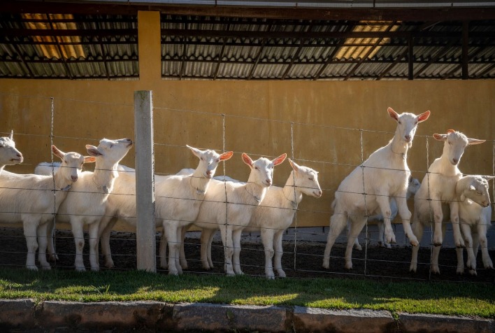 Qual e a diferenca percentual de lactose entre o leite