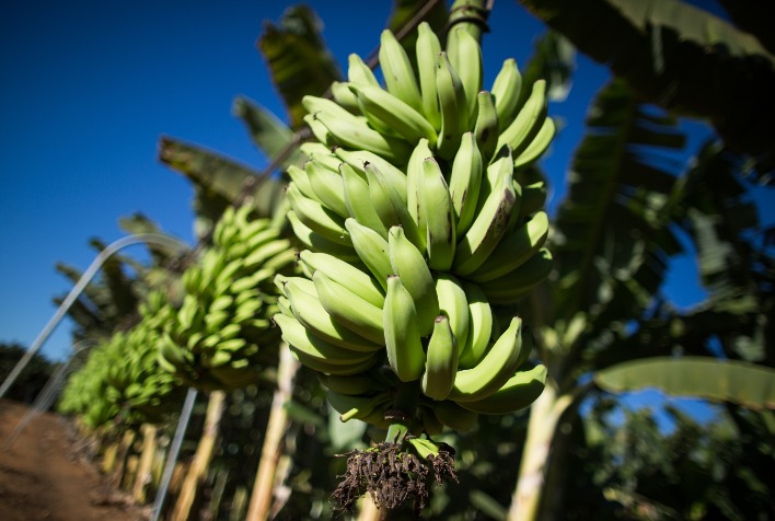 Qual e a porcentagem da producao nacional de bananas que
