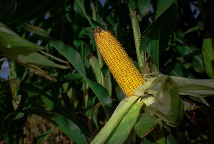 Qual e a porcentagem de desvalorizacao do milho em Mato