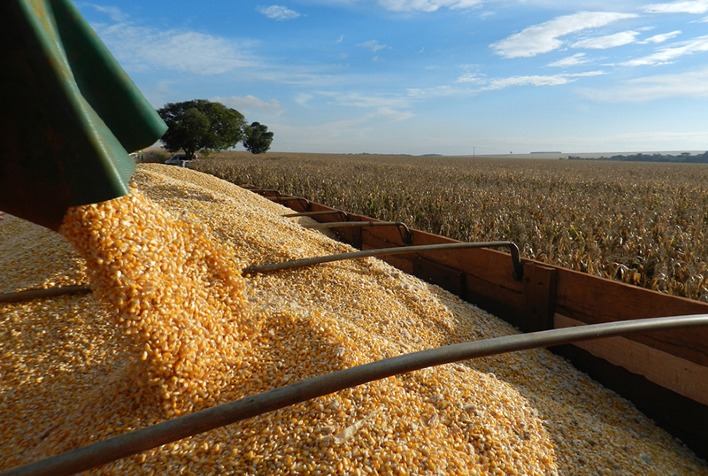 Qual e o percentual da colheita de milho no Parana