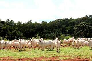 Rebanho bovino criado a pasto em propriedade rural no MS;  O Estado passou do 5º para o 3º lugar nas exportações.  (Foto: Arquivo/Semadesc-MS)