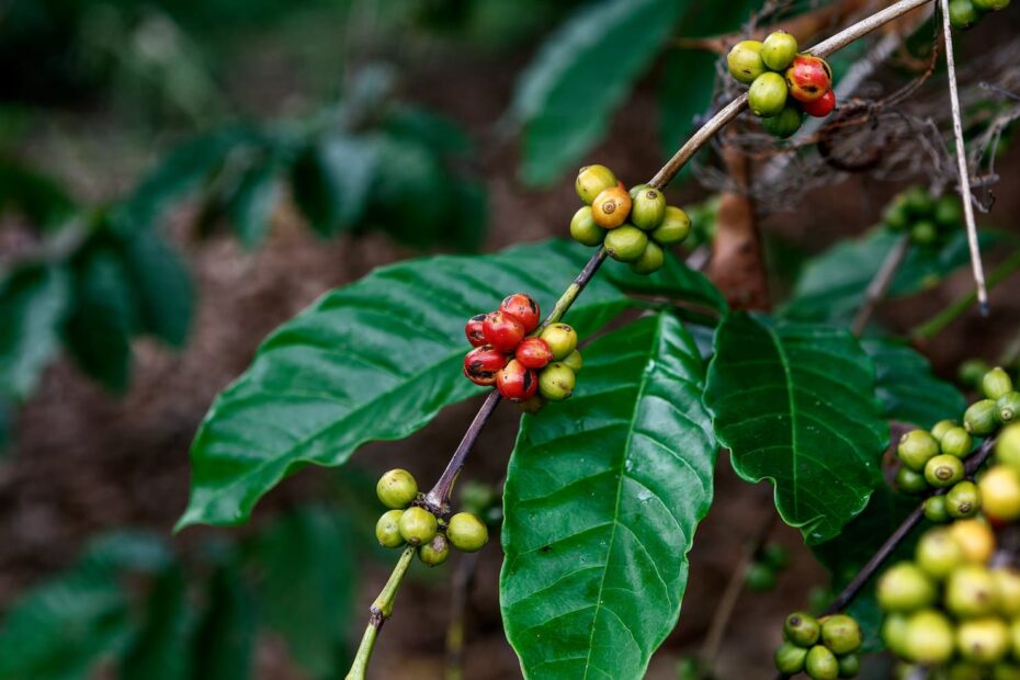 Qual foi o recorde batido nas exportacoes de cafe robusta