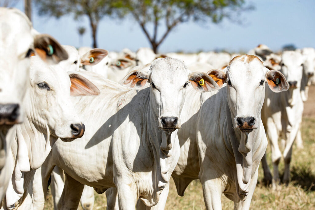 Quantos animais compoem o rebanho bovino de Mato Grosso