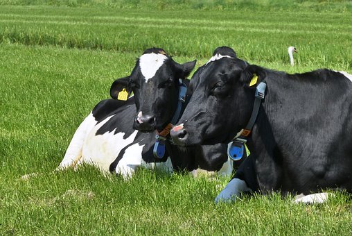 Quantos animais havia no rebanho bovino em 2022 de acordo