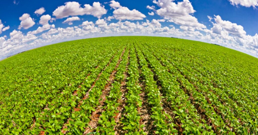 a area de plantio na safra 2023 24 pode registrar queda apos 13 anos de aumento segundo a datagro