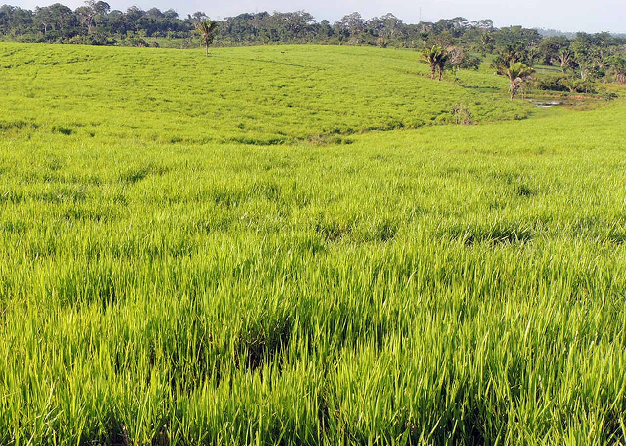 A calculadora de sementes forrageiras está disponível para o produtor rural?