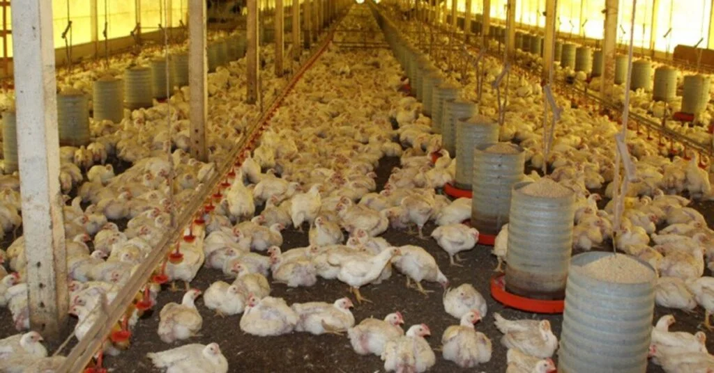 a camara ignorou a obstrucao dos oposicionistas e aprovou a mp com recursos para combater a gripe aviaria