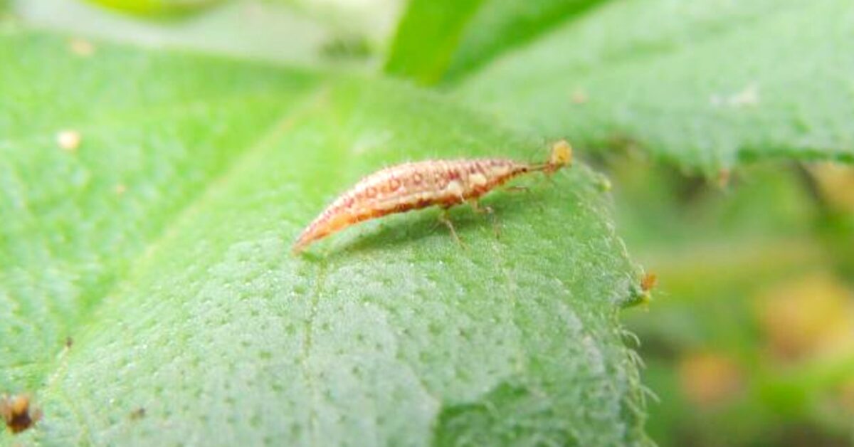 A Comissão de Meio Ambiente do Senado aprovou por unanimidade o PL dos bioinsumos?