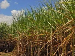 A Feplana participa de um grupo formado no Mapa para elaborar proposta com novas...? 12 a feplana participa de um grupo formado no mapa para elaborar proposta com novas