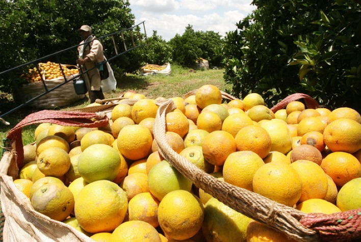 A reestimativa da safra de laranja 2023/24 do cinturão citrícola de SP e Triângulo/Sudoeste de MG é mantida em 309,34 milhões de caixas?