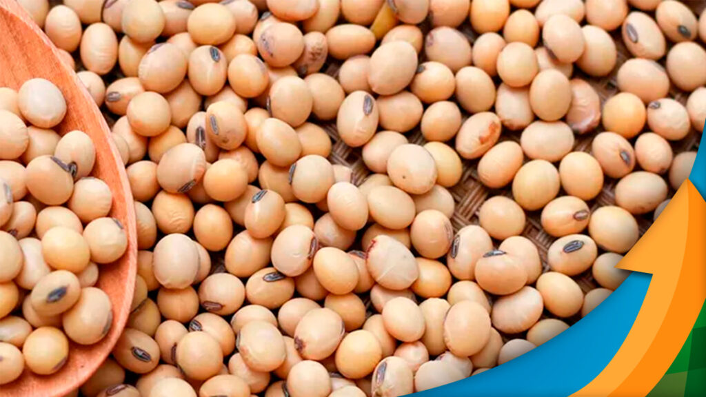 A soja em Chicago terá preços sustentados com leve viés de alta até o final do quê? 2 a soja em chicago tera precos sustentados com leve vies de alta ate o final do que