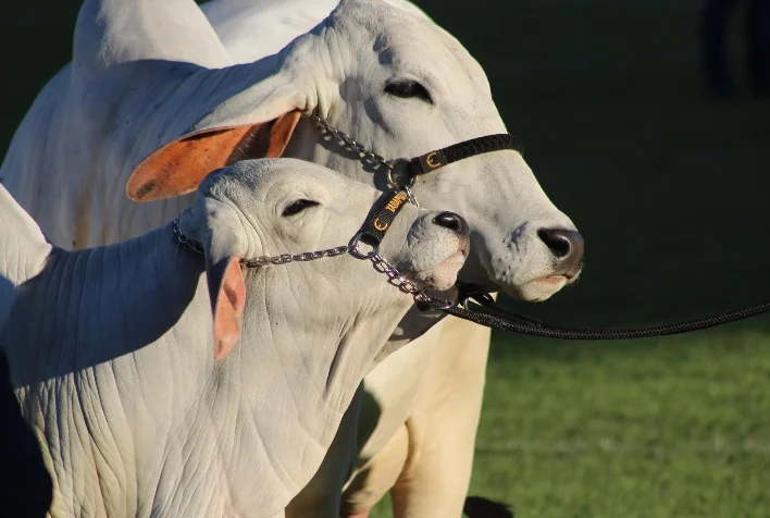 A Tabapuã confirmou sua participação na Expo Rio Preto? 2 Expo Rio Preto