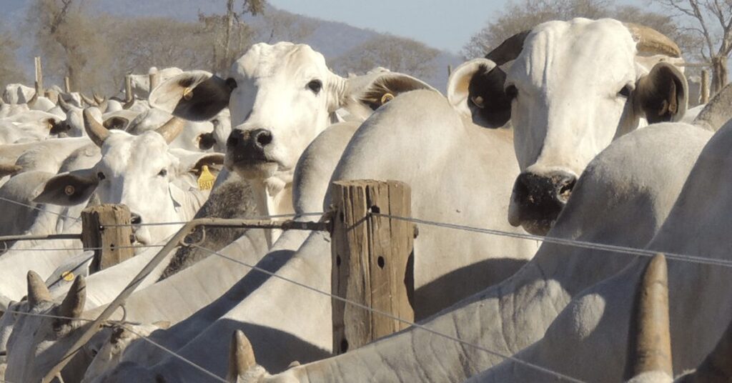 a trajetoria de baixa esta perdendo forca no portal dbo 1