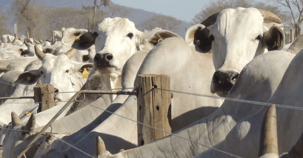 a trajetoria de baixa esta perdendo forca no portal dbo 1