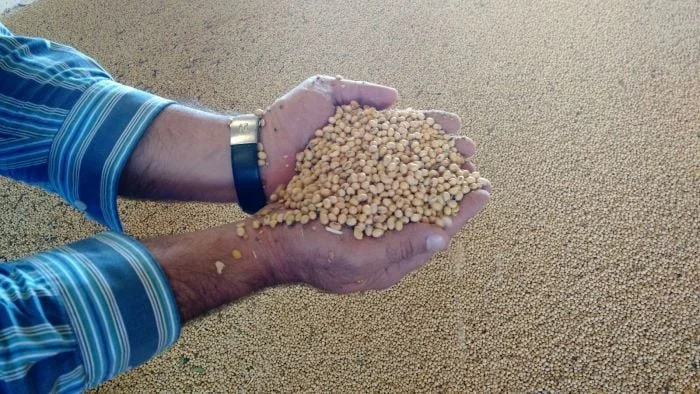 A venda da safra velha de soja do Brasil está perdendo força, sendo priorizada pelos produtores a...? 3 a venda da safra velha de soja do brasil esta perdendo forca sendo priorizada pelos produtores a