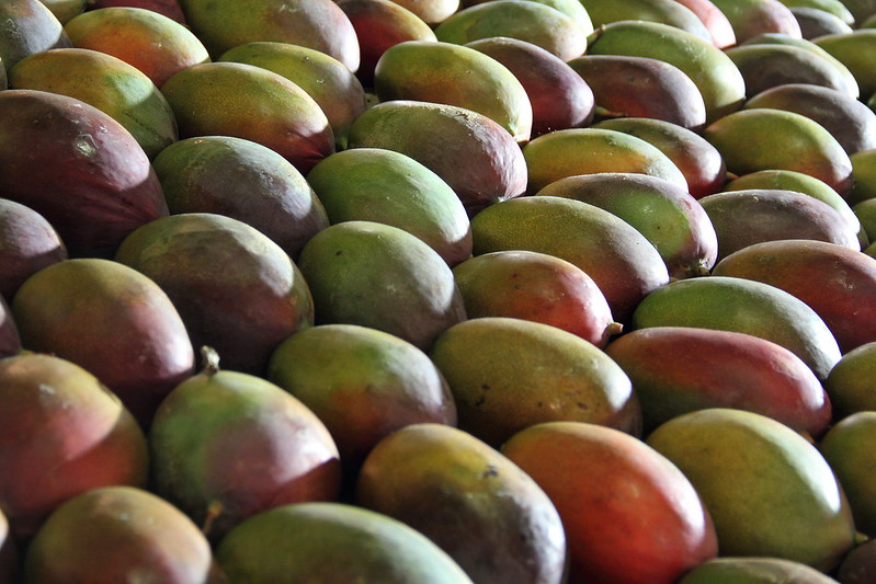 as cotacoes no vale estao em queda no manga cepea