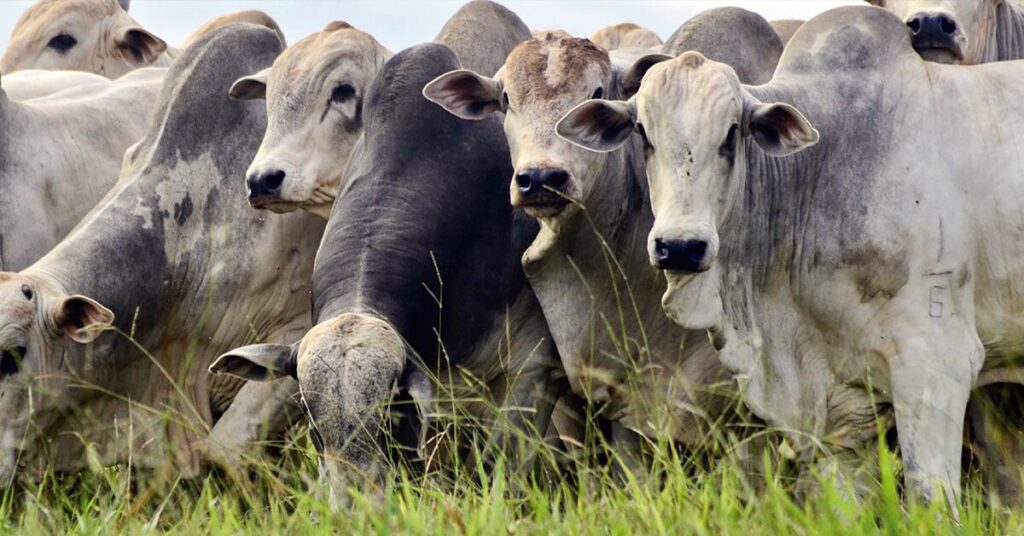 como a acrimat orienta os pecuaristas a se planejarem para o periodo de estacao de monta