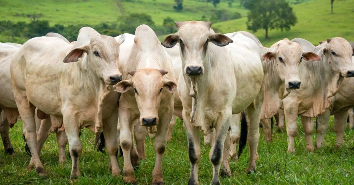 Como a defesa agropecuária tem contribuído para o aumento do número de abates de bovinos e aves em Goiás, segundo o Portal DBO? 3 como a defesa agropecuaria tem contribuido para o aumento do numero de abates de bovinos e aves em goias segundo o portal dbo 1